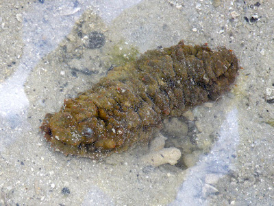 Dragonfish Sea Cucumber (Stichopus horrens)