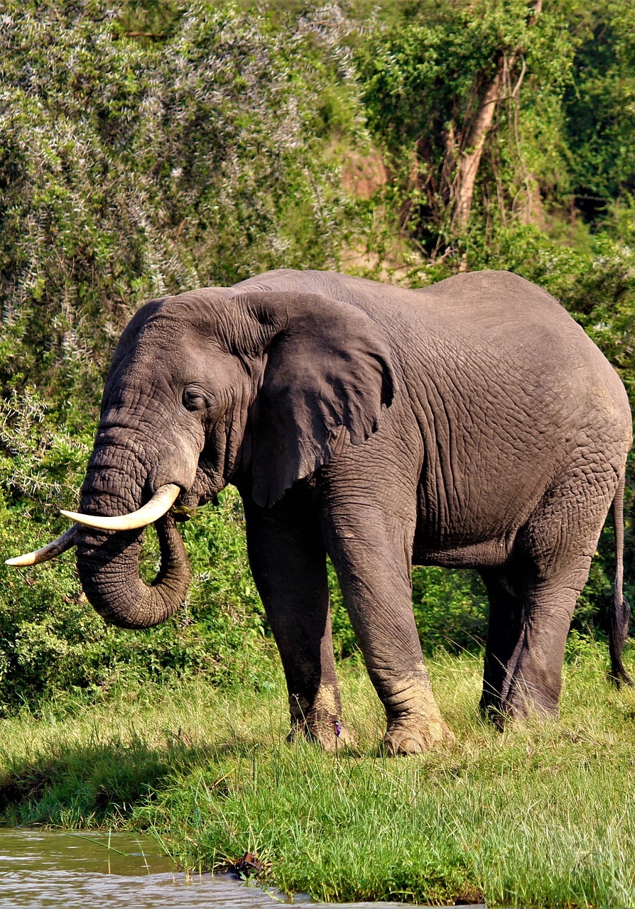 An elephant having it's fill.