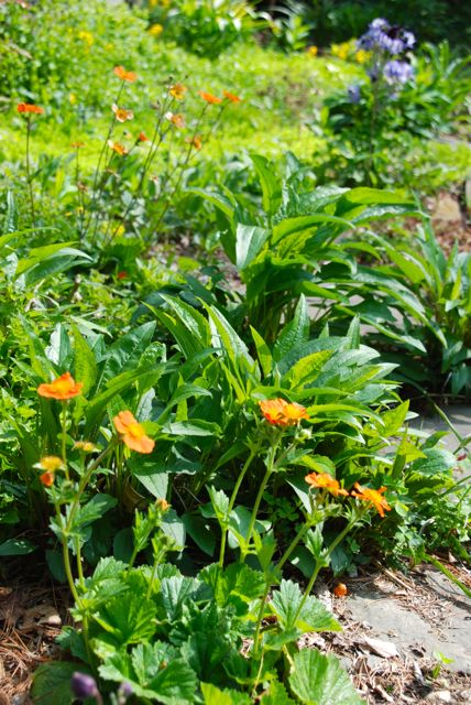 The lower terrace is home to these orange Geums...