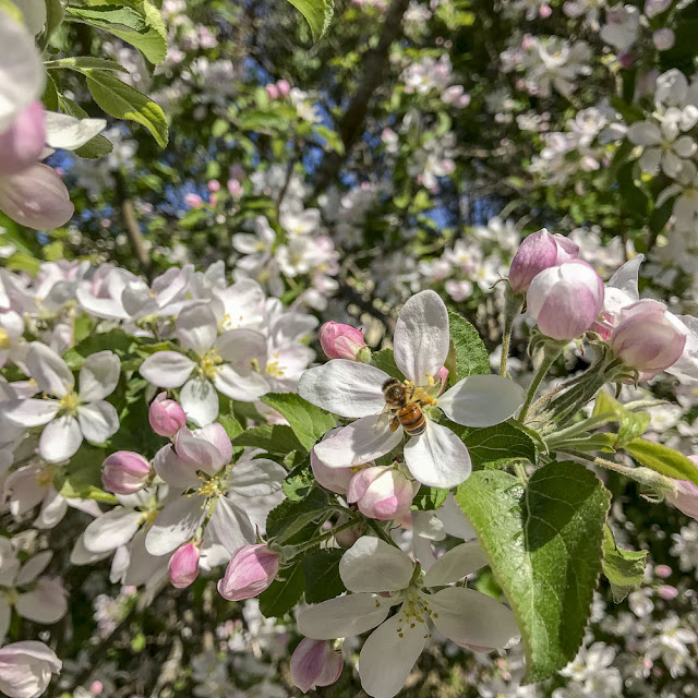 äppelträd, äppelblom