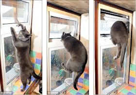 Pepper, kucing cerdas yang membuka jendela dapur untuk mencegah kebakaran