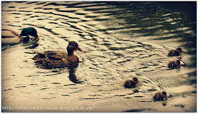 duckling family, Waggoner's Wells, National Trust