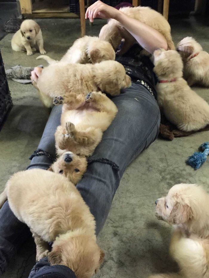 20 Photos Prove That Golden Retrievers Are The Best Dogs In The World