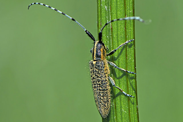 Agapanthia villosoviridescens the Golden-bloomed Grey Longhorn Beetle