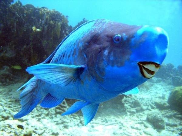 Mavi Parrotfish