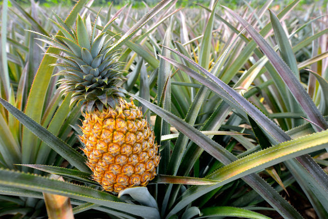 Pineapples, Pineapples from the lost Gardens of Heligan, Most Expensive Fruits in the World