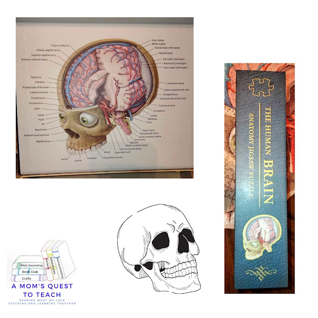 A Mom's Quest to Teach logo; skull image from puzzle and side of puzzle box