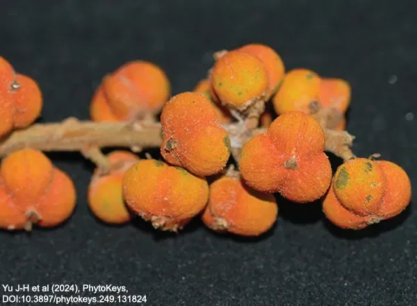Convex leaf kamala (Mallotus bullatus) resembles M. philippensis var. reticulatus and M. philippensis var. philippensis