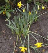 fallen daffodils