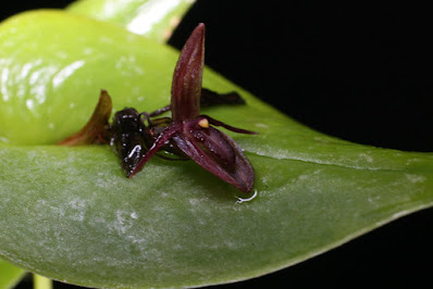 Pleurothallis phyllocardioides - Heart-Shaped Leaf Bonnet orchid care and culture