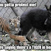 Funny Pictures Of Animals With Quotes