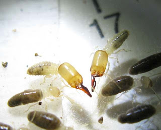 Kemneritermes termites soldiers and workers