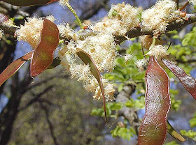 frutos de Acacia mellifera