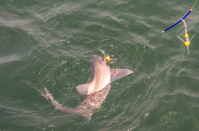 Photo of the big smooth-hound that got away