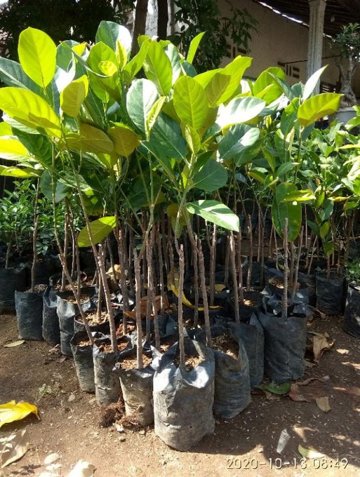 bibit nangkadak merah okulasi batang buah naga berkualitas super Kalimantan Timur