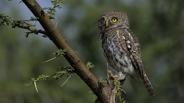 owl-yellow-eyes_tree