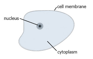 A simple cell with its limiting membrane (plasma membrane)