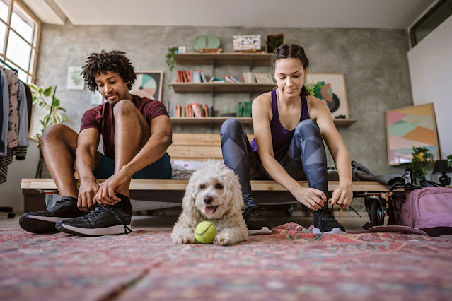 comandos básicos para perros,7 comandos básicos para perros,comandos básicos para perros en inglés,comandos de obediencia canina,comandos para perros