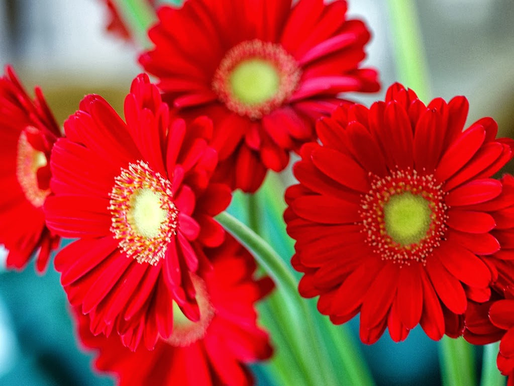 types of red flowers with pictures Different Types of Red Flowers | 1023 x 768