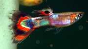 A young Red Chest Mosaic . It is a Hybrid between a Redchest Endler with Red .