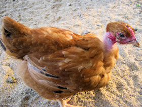 κοτόπουλα-κλωσσόπουλα