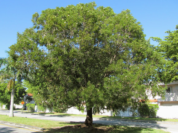 American Mahogany