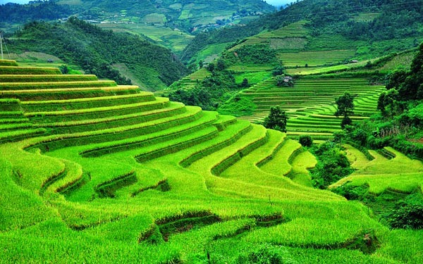 Vietnam Beautiful Terraced Fields Vietnam Beautiful Terraced Fields