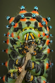 kabar--aneh.blogspot.com - 7 Serangga Cantik Paling Unik di Dunia