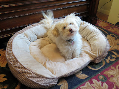 Wordless Wednesday Blog Hop and the eco-friendly dog bed I won!