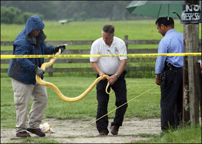 Albino burmese python kills 2 year old girl