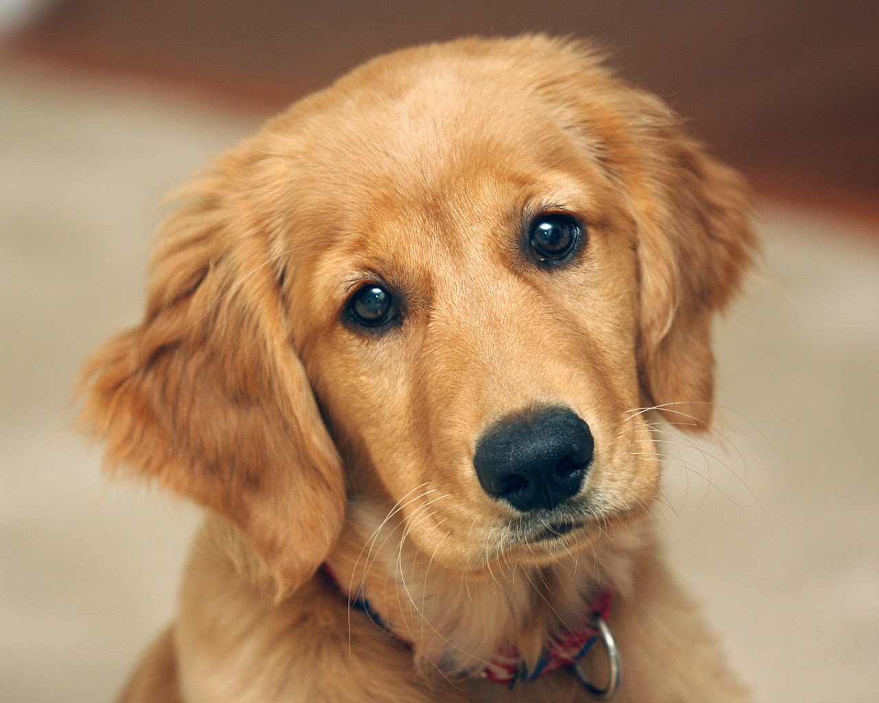 Rules of the Jungle: Golden retriever puppies