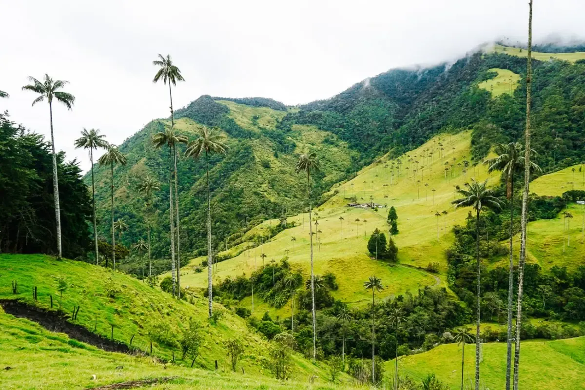 Hiking Guide To Valle Del Cocora Valley