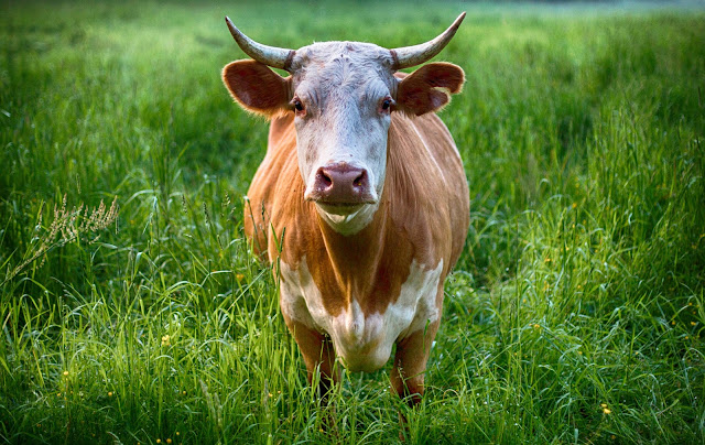 The Top 10 Outstanding Cattle Breeds