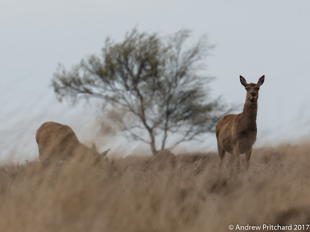 A hind seems to squint through the tall grass to see something nearby.