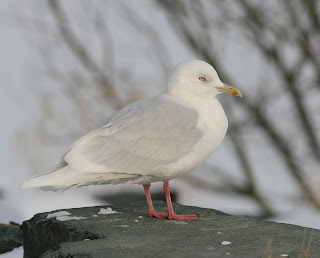glaucoides Iceland Gull, St.John's
