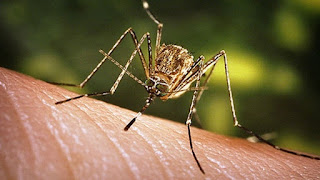 West Nile virus found in Ottawa mosquitoes for 1st time in 2016,West Nile virus ,virus , mosquitoes bite,