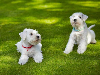 Miniature Schnauzer