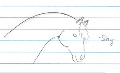 V1: Shy, Arab horse head drawing done in pencil