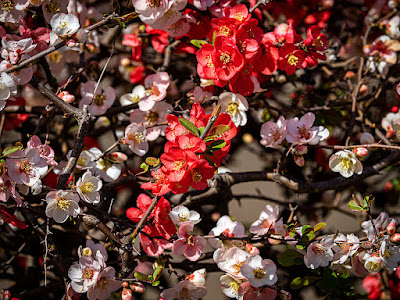 Boke (Chaenomeles fructus) flowers: Ofuna Flower Center