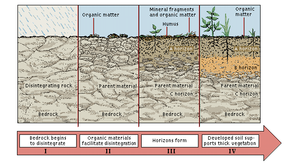  soil horizon formation. We still have a few more topics to cover in this 