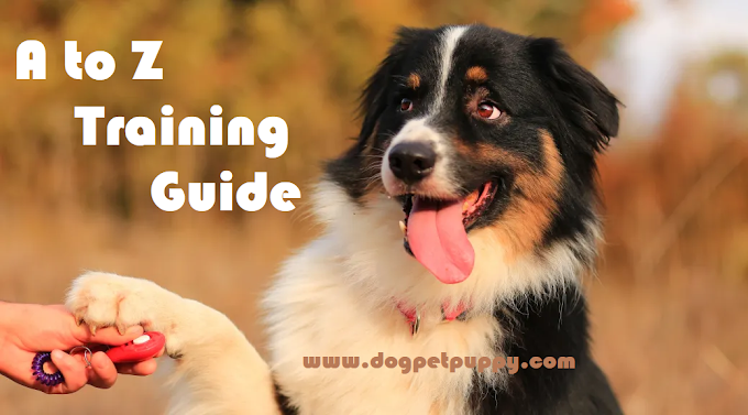 A to Z Guide on How to Completely Train Your Dog