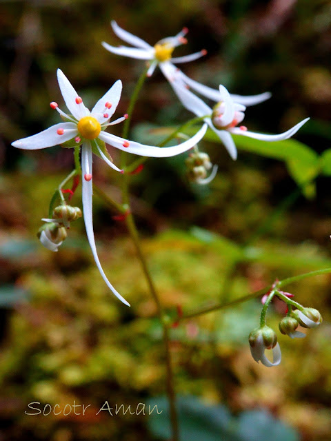 Saxifraga fortunei