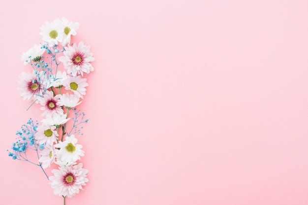 gambar bunga background pink
