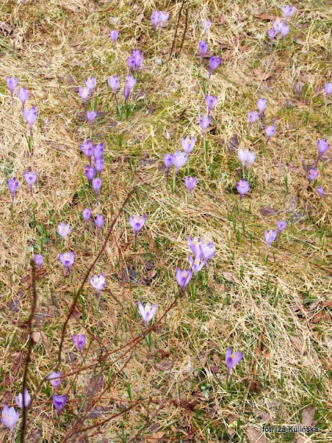 krokusy , orawa , wiosna , kwiaty 