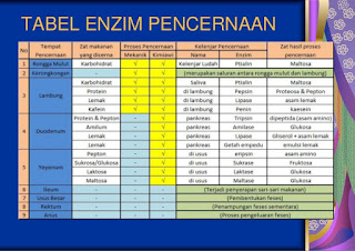 Jenis/Macam-Macam Enzim Pencernaan, Letak dan Fungsinya Terlengkap