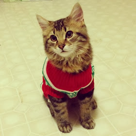 Funny cats - part 86 (40 pics + 10 gifs), cat wears red sweater