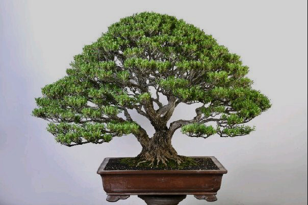 Buxus Bonsai (buxus harlandii)