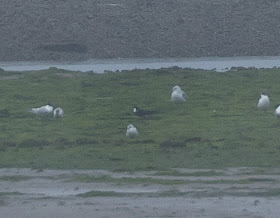 Sooty Tern - Ythan Estuary, Aberdeen