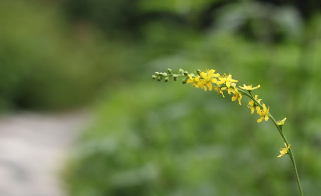 Agrimony Flowers Pictures