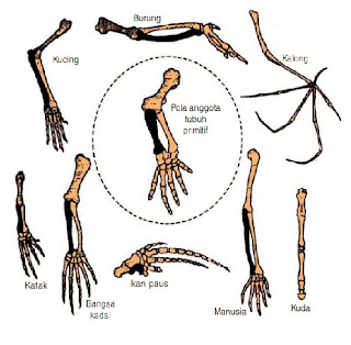 BIOLOGI GONZAGA: BUKTI EVOLUSI